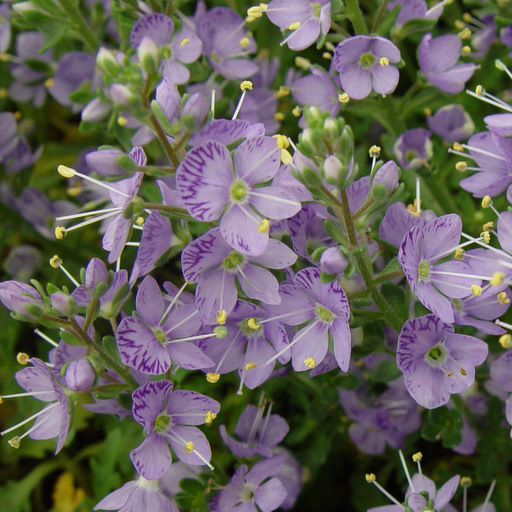 Veronica multifida - Click Image to Close